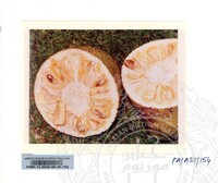 KOLEKSI PAMERAN ALAM SEMULAJADI 1994