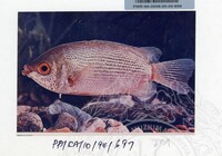 PAMERAN KEINDAHAN ALAM 1994 3