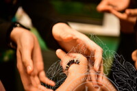 HMA 2024 - BUTTERFLY WING WORKSHOP BY ENTOPIA PENANG