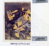 PAMERAN KEINDAHAN ALAM 1994 (2)