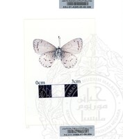 ALAM SEMULAJADI RAMA-RAMA JILID 1