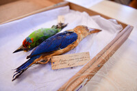 HMA2023 - CURATOR CRASH COURSE DI ARTS AND CRAFTS GALLERY, BCM