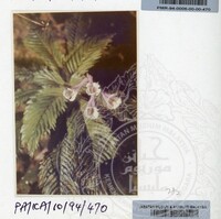 PAMERAN KEINDAHAN ALAM 1994 (2)