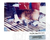 PAMERAN ARKEOLOGI BAWAH AIR 1997