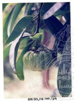 ARKEOLOGI SG, MAS, KEDAH SM: 32-12/ 99