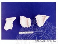 ARKEOLOGI SG. MAS, KEDAH SM: 32-8/ 95 (JILID 3) (WARNA)