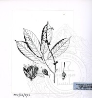 PAMERAN DURIAN RAJA SEGALA BUAH