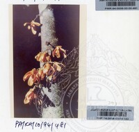 PAMERAN KEINDAHAN ALAM 1994 (2)