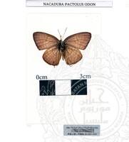 ALAM SEMULAJADI RAMA-RAMA JILID 1