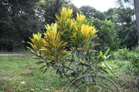 KERJA-KERJA PENYELIDIKAN DI PAHANG, TERENGGANU, KELANTAN