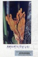 PAMERAN KEINDAHAN ALAM 1994 (2)