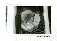 ARKEOLOGI SG. MAS, KEDAH SM: 32-5/ 93 VOL: 5 W