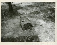 ARKEOLOGI KG. PANCU MUAR JOHOR 1978