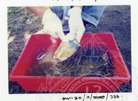 ARKEOLOGI SG. MAS, KEDAH SM: 32-9/2000 (JILID 2)