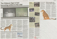 The Star_20-Oct-2020_ms 2 & 3_The Malayan tiger is fast becoming extinct in the wild