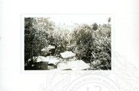 ARKEOLOGI SG. MAS, KEDAH SM, 32-4,93 VOL,3 HP FASA 4 LOKASI, POKOK, LAWATAN, CERAMAH, AKTIVITI - HITAM/ PUTIH. HASSAN