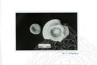 ARKEOLOGI SG. MAS, KEDAH SM : 32-3/93 VOL : 9 HP