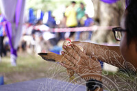 KARNIVAL KOTA KUALA KEDAH