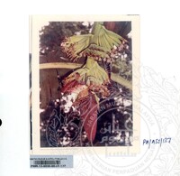 KOLEKSI PAMERAN ALAM SEMULAJADI 1994