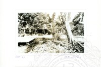 ARKEOLOGI SG. MAS, KEDAH SM, 32-4,93 VOL,3 HP FASA 4 LOKASI, POKOK, LAWATAN, CERAMAH, AKTIVITI - HITAM/ PUTIH. HASSAN