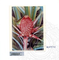 KOLEKSI PAMERAN ALAM SEMULAJADI 1994