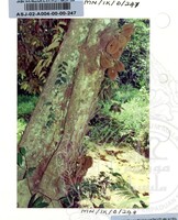 PAMERAN DURIAN RAJA SEGALA BUAH