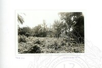 ARKEOLOGI SG. MAS, KEDAH SM, 32-4,93 VOL,3 HP FASA 4 LOKASI, POKOK, LAWATAN, CERAMAH, AKTIVITI - HITAM/ PUTIH. HASSAN