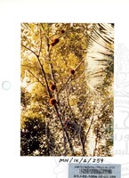 PAMERAN DURIAN RAJA SEGALA BUAH