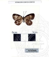 ALAM SEMULAJADI RAMA-RAMA JILID 1