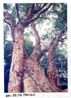 ARKEOLOGI SG, MAS, KEDAH SM: 32-12/ 99