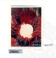 KOLEKSI PAMERAN ALAM SEMULAJADI 1994