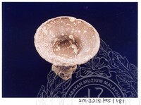 ARKEOLOGI SG. MAS, KEDAH SM: 32-8/ 95 (JILID 3) (WARNA)