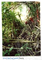 ARKEOLOGI SG, MAS, KEDAH  SM: 32-14/ 2000 (JILID 3)