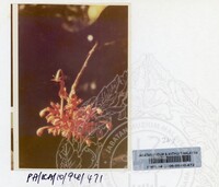 PAMERAN KEINDAHAN ALAM 1994 (2)