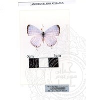 ALAM SEMULAJADI RAMA-RAMA JILID 1