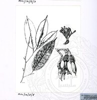 PAMERAN DURIAN RAJA SEGALA BUAH